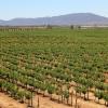 Hoteles en Valle de Guadalupe