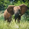 Lodges in Dinokeng Game Reserve