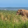 Hotels in Addo Elephant Park