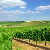 Hoteller i Alentejo Wine Route