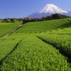 Hoteles en Shizuoka