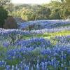 Pet-Friendly Hotels in Texas Hill Country