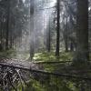 Отели в регионе Bialowieza National Park