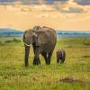 Luxury Tents in Maasai Mara National Reserve