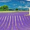 Hôtels dans cette région : Provence