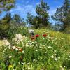 Hotely v regionu North District Israel