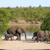 Luxury Tents in Kruger National Park