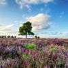 Cabins in New Forest