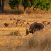 Отели в регионе Pench National Park