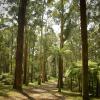 Chalets de montaña en Dandenong Ranges