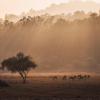 Готелі в регіоні Kanha National Park