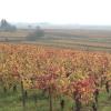 Hotels in Burgundy vineyards