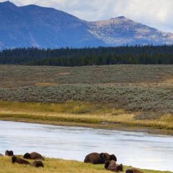 Yellowstone National Park-West Gate