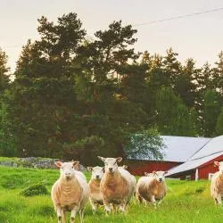 Östergötland 11 cabins