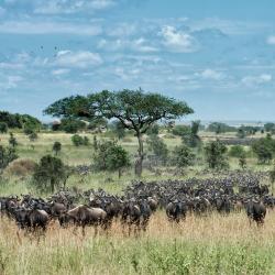 Serengeti 20 lodge