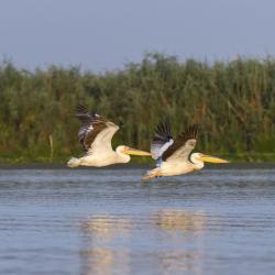 Tulcea 7 boats