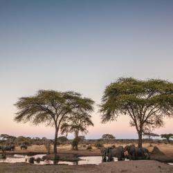 Chobe 8 cottages
