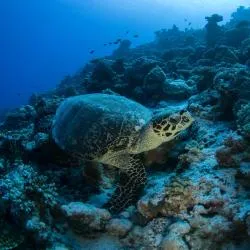 Male Atoll 4軒のコテージ