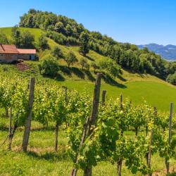 Styrian Wine Road 10 of the cabins