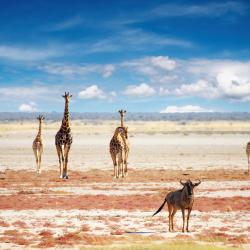 Etosha National Park 8 holiday rentals