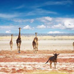 Etosha National Park 13 of the cabins