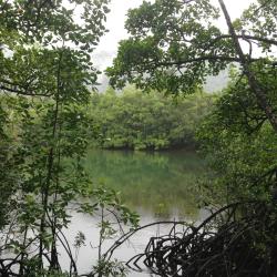 Daintree Rainforest
