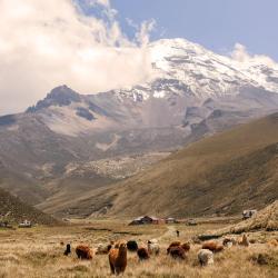 Chimborazo Province 63家低价酒店