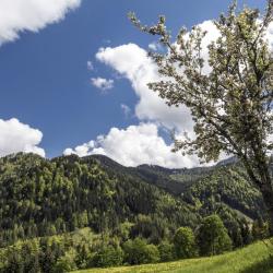 Carinzia Centrale