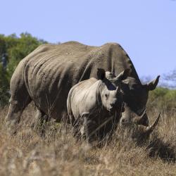 Hluhluwe Imfolozi Park