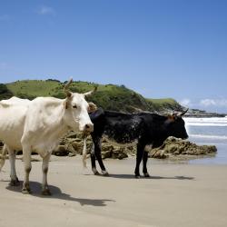 Wild Coast 85 B&Bs