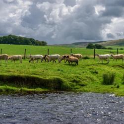 Forest of Bowland