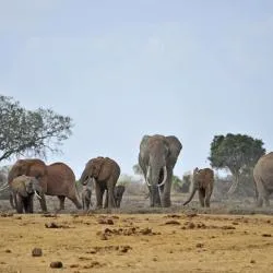 Makueni