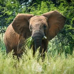 Dinokeng Game Reserve 13軒のシャレー