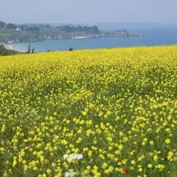 ベル・イル島 4軒のゲストハウス
