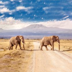 Amboseli National Park  4 chalets