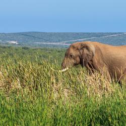 Parque Nacional de los Elefantes de Addo 32 chalets de montaña