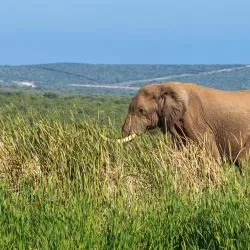 Addo Elephant Park 35軒のシャレー