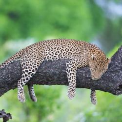South Luangwa National Park 6 hotels with parking
