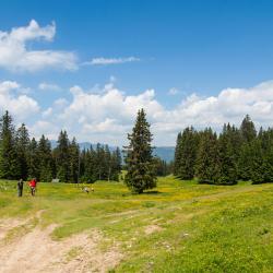 Golte 8 glamping sites
