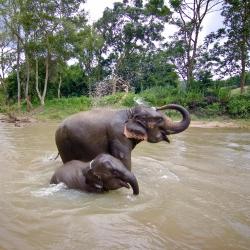 Surin Province