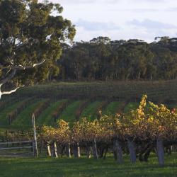 Barossa Valley