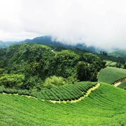 嘉義県 3軒のシャレー