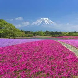 山梨県 20軒のシャレー