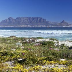 Table Bay 40 guest houses