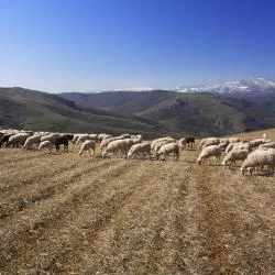 Trás-os-Montes e Alto Douro 3軒のバンガロー
