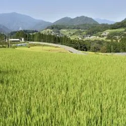 Miyazaki