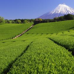 Shizuoka 176 ryokans