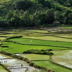 Nusa Tenggara Oriental