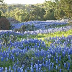 Texas Hill Country