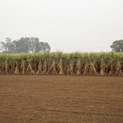 Haryana 23 vakantieboerderijen